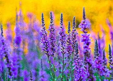 在《最终幻想7：重生》中 扎克斯的表现十分活跃